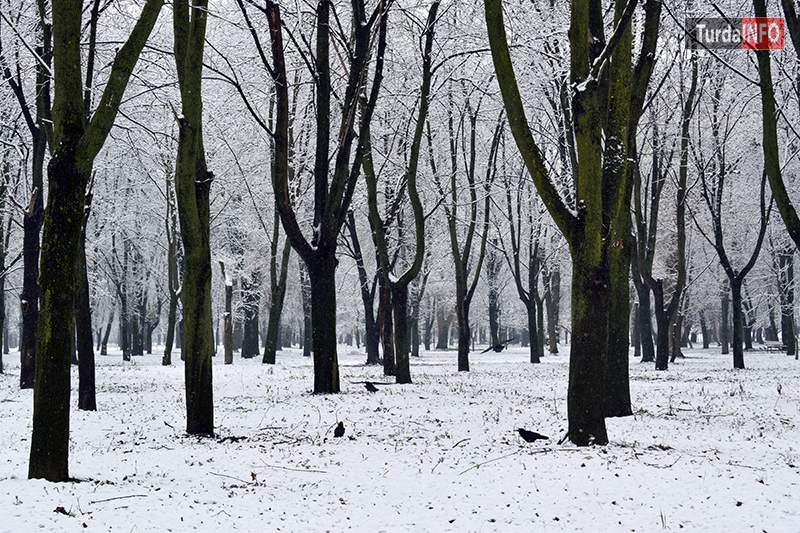 Să ne luăm rămas bun de la iarnă. Frumusețea Parcului Mare din Câmpia Turzii (Berc)