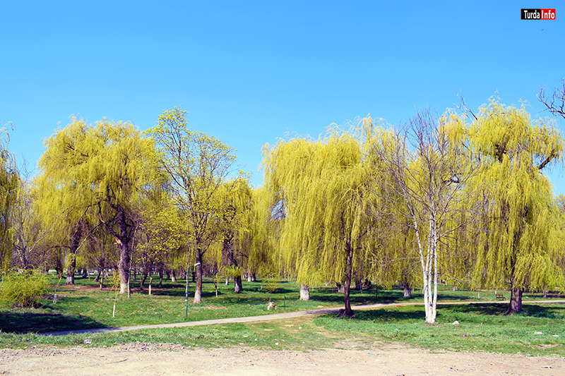 Spectacolul sălciilor înflorite din Parcul Mare Câmpia Turzii